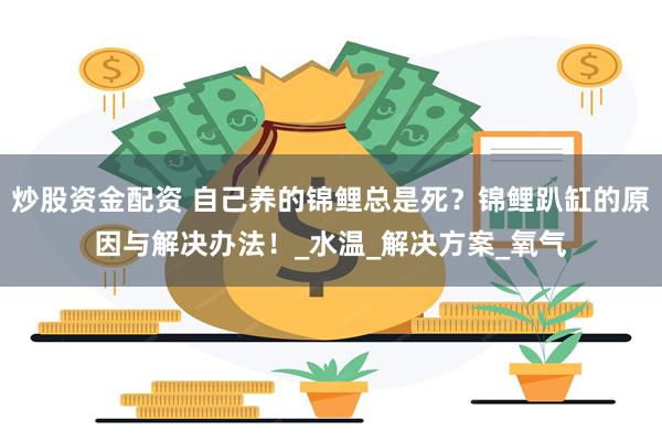 炒股资金配资 自己养的锦鲤总是死?锦鲤趴缸的原因与解决办法!_水温_解决方案_氧气