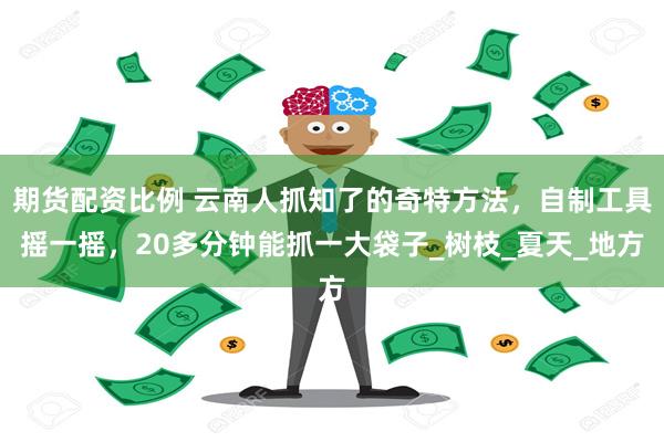 期货配资比例 云南人抓知了的奇特方法，自制工具摇一摇，20多分钟能抓一大袋子_树枝_夏天_地方